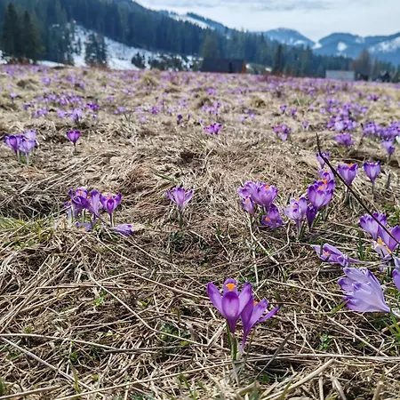 Lejlighed Tatra Z Widokiem Na Gory